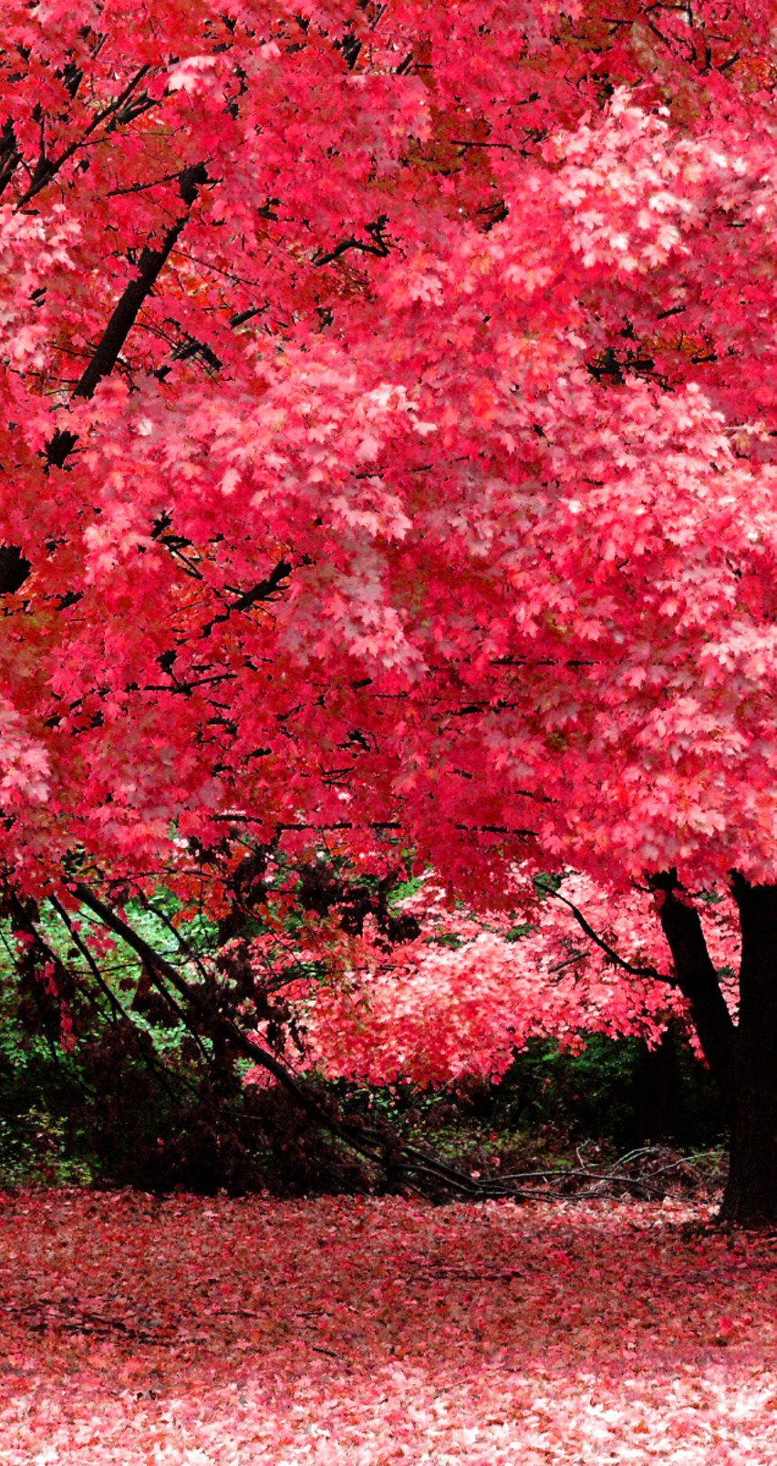 Beautiful Trees With Pink Leaves Nature HD Wallpaper