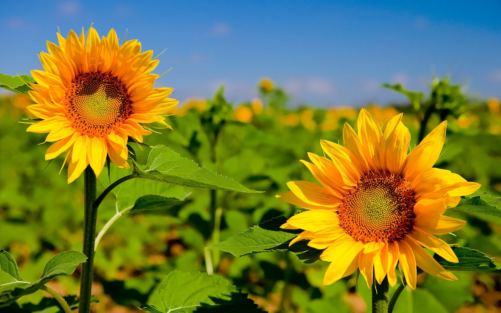 HD Background Sunflower Wallpaper