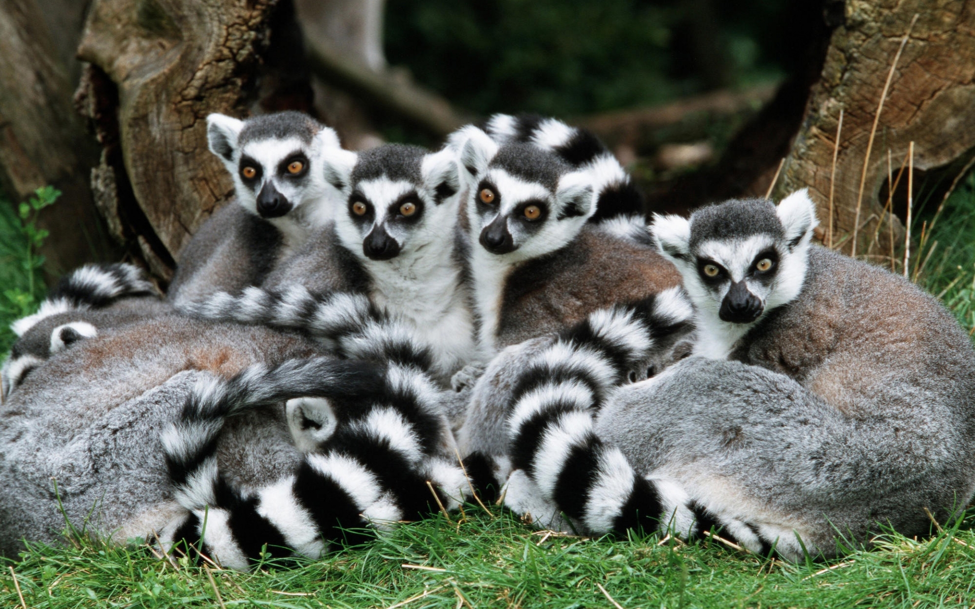 Animal Lemur Wallpaper