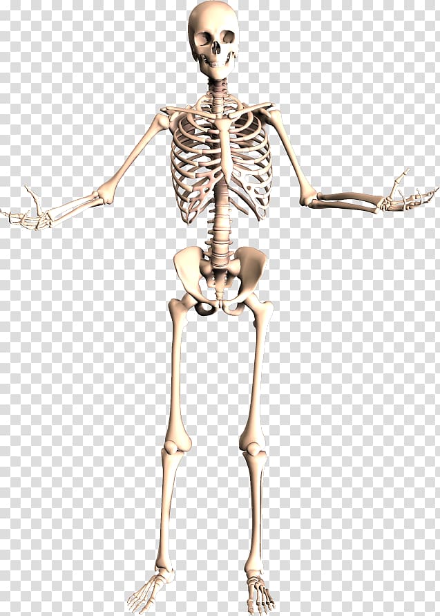 Transparent Background Skeleton The Skeletal System Human