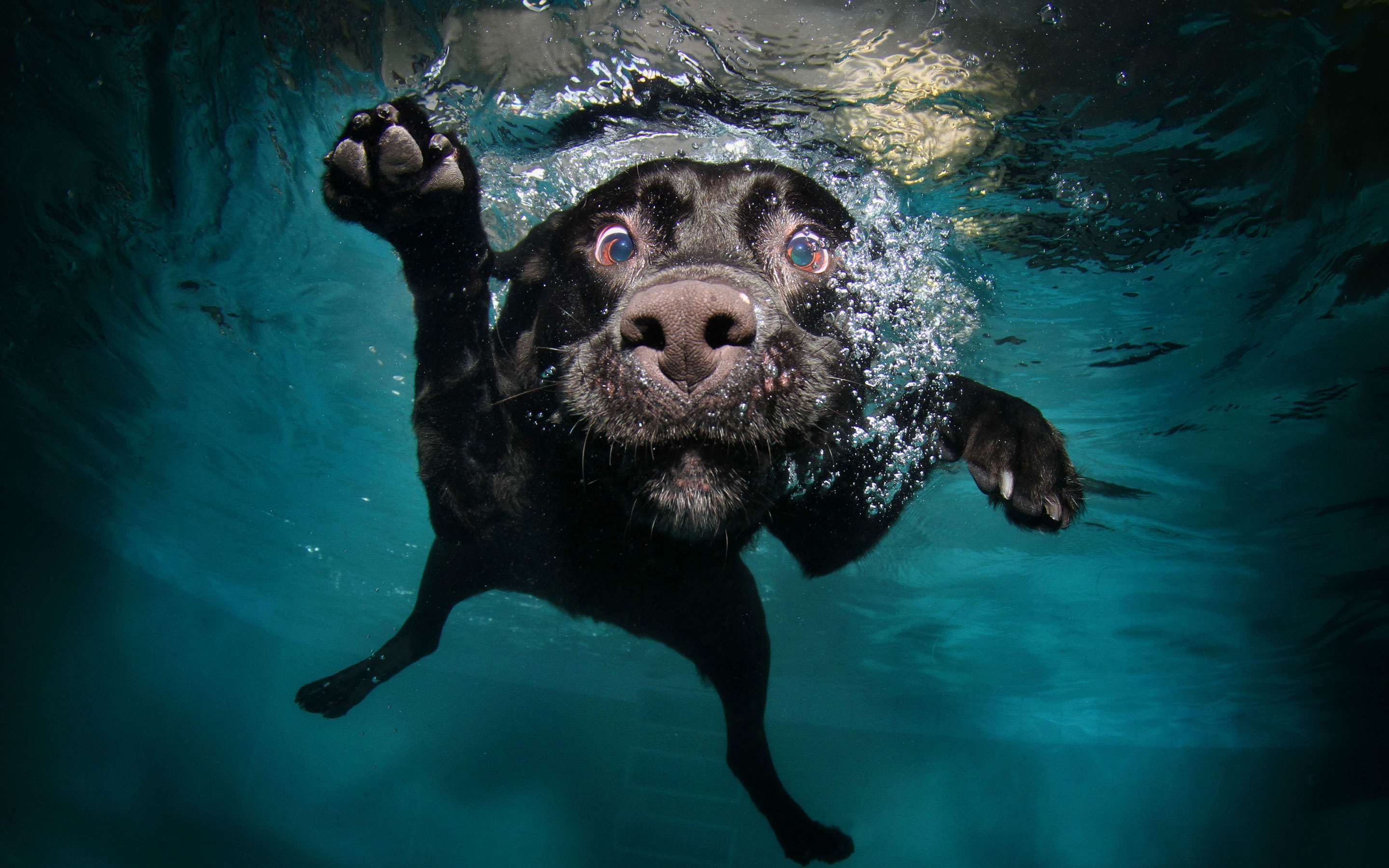 Amazing Underwater Dog HD Wallpaper