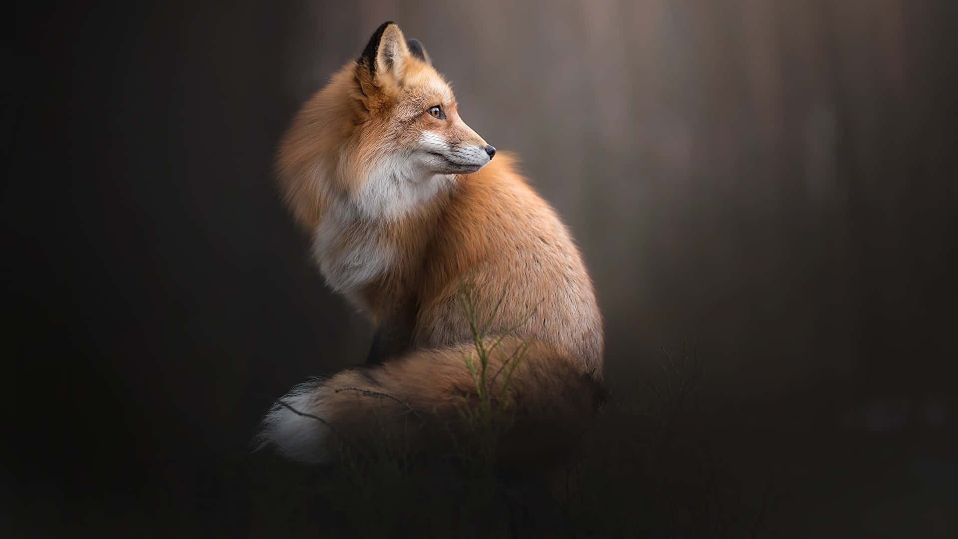 Dark Animals Wallpaper