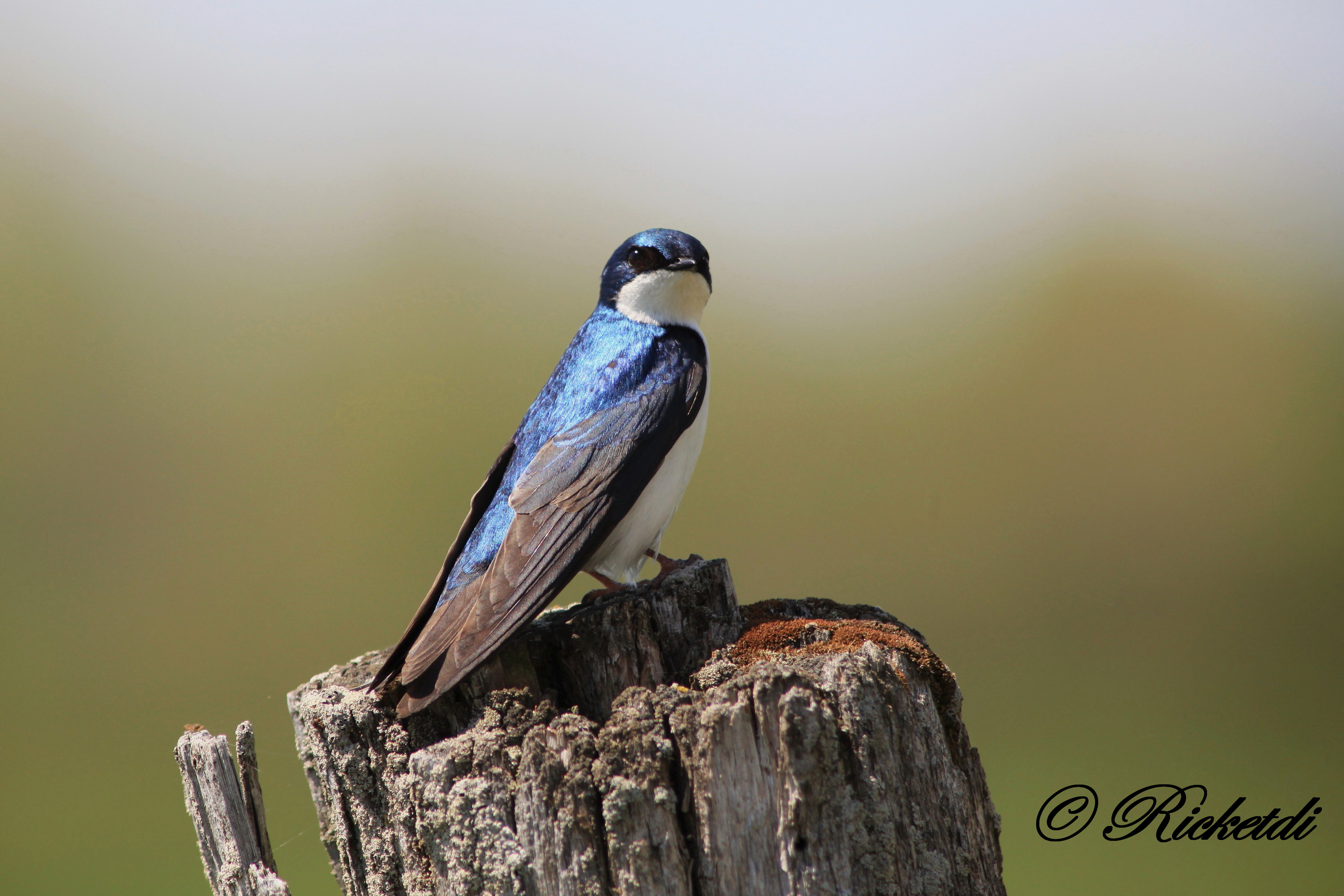 Bird Animal Swallow 4k Ultra HD Wallpaper By Ricketdi