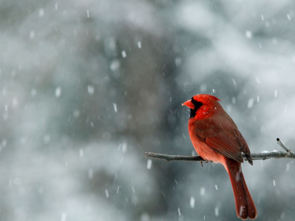 Winter Cardinal Bird Mobile HD Wallpaper