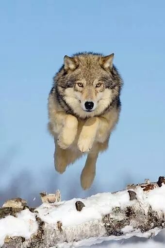 Mid Air Running Wolf iPhone Wallpaper
