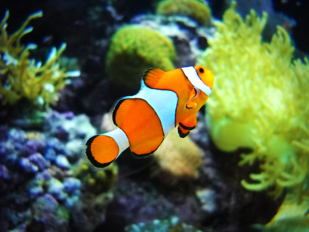 Clown Fish Desktop Wallpaper