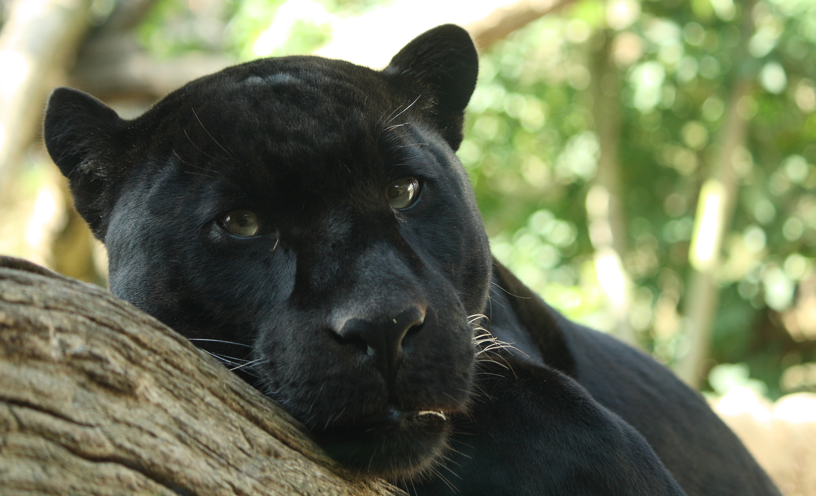 Black Jaguar Animal HD Wallpaper Animals
