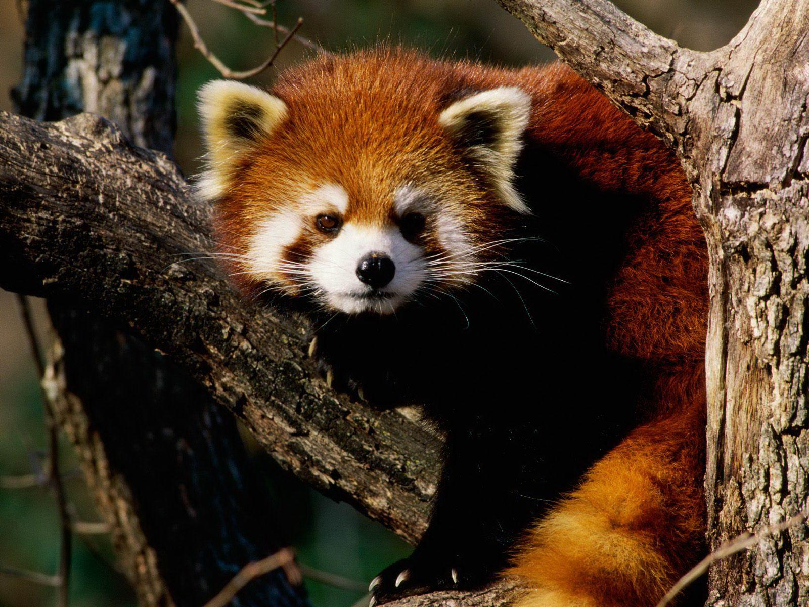 Red Panda Wallpaper Pictures HD