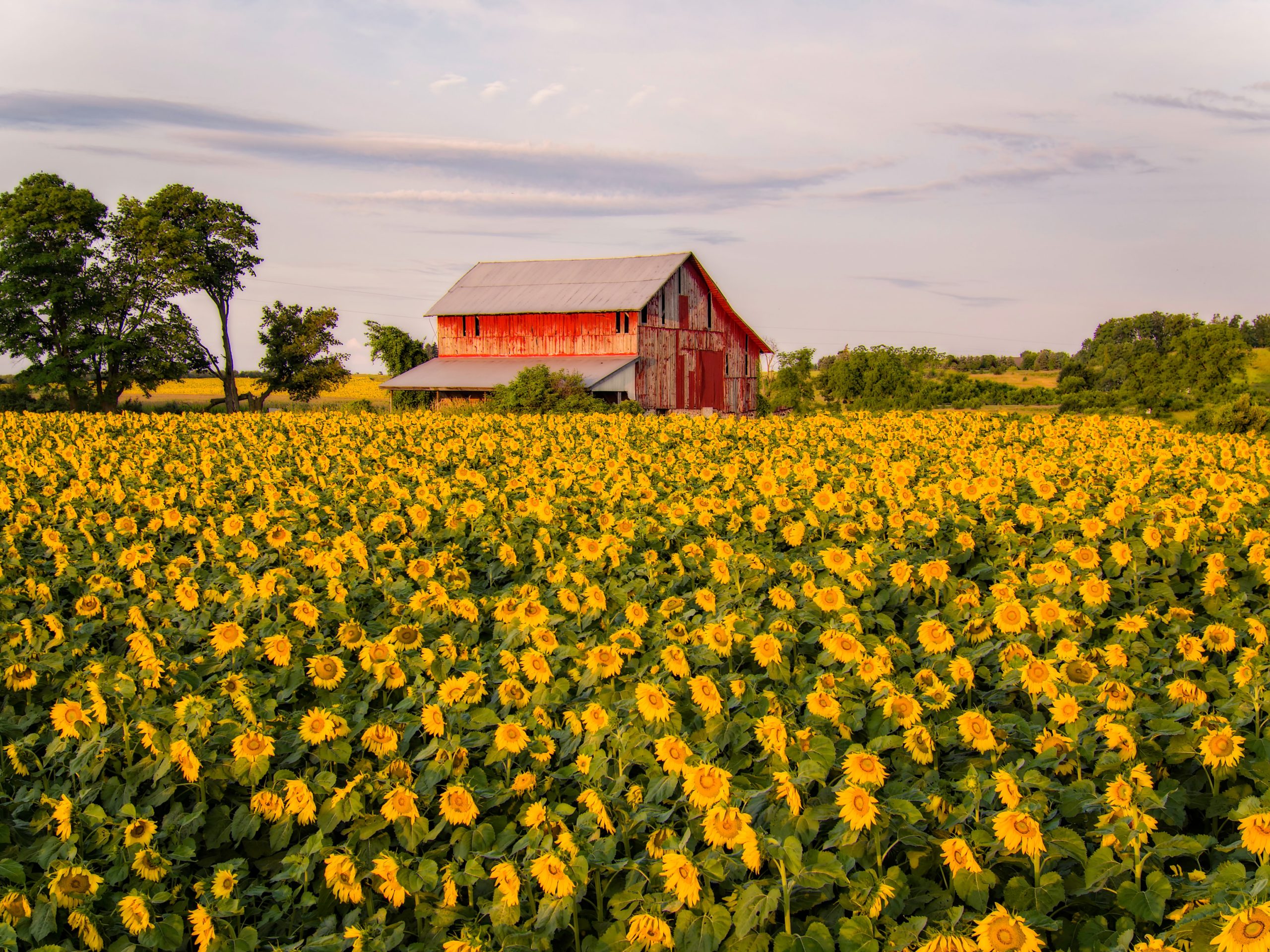 Farm Wallpaper