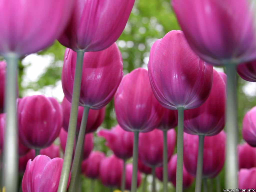Purple Tulip Wallpaper HD Flowers