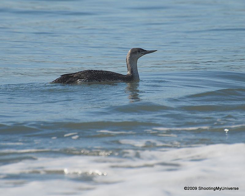 Throated Loon New Wallpaper All
