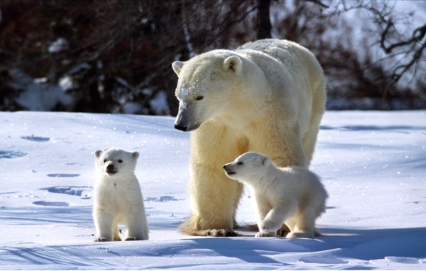 Bear Teddy Bears Family Winter Sun Snow Sparkles Three
