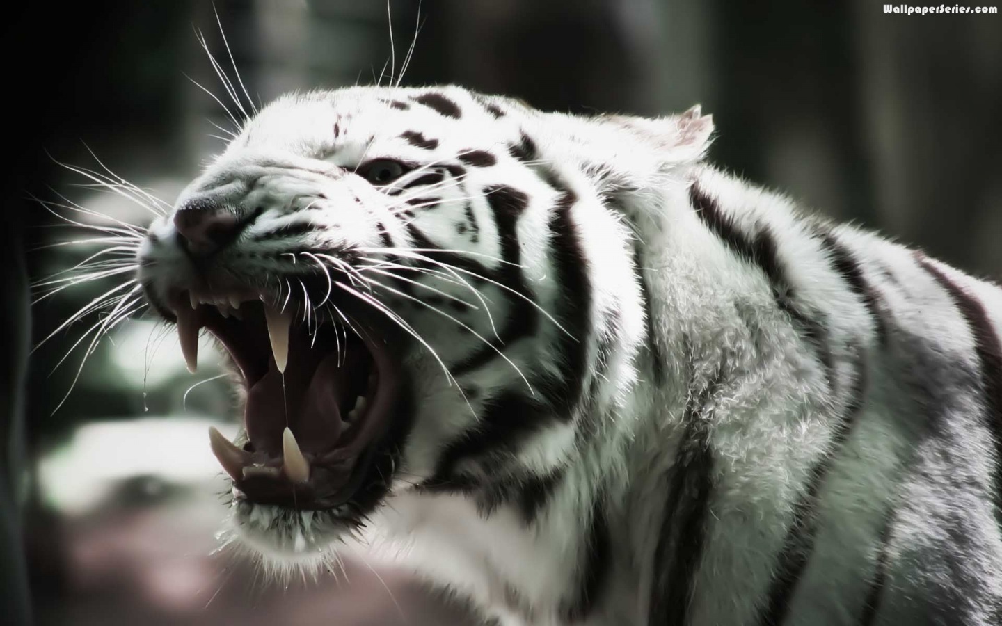 Roaring Angry White Tiger Fondos de pantalla Angry White Tiger