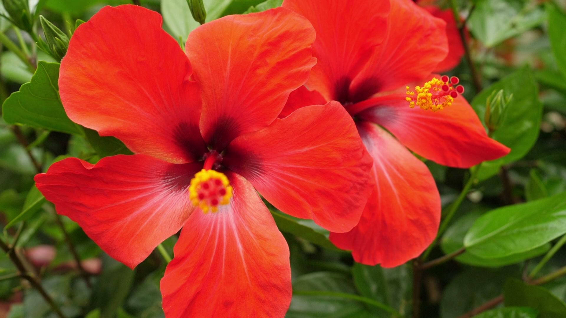 Hibiscus Wallpaper