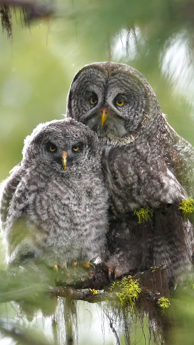 iPhone Wallpaper HD Two Owls Background