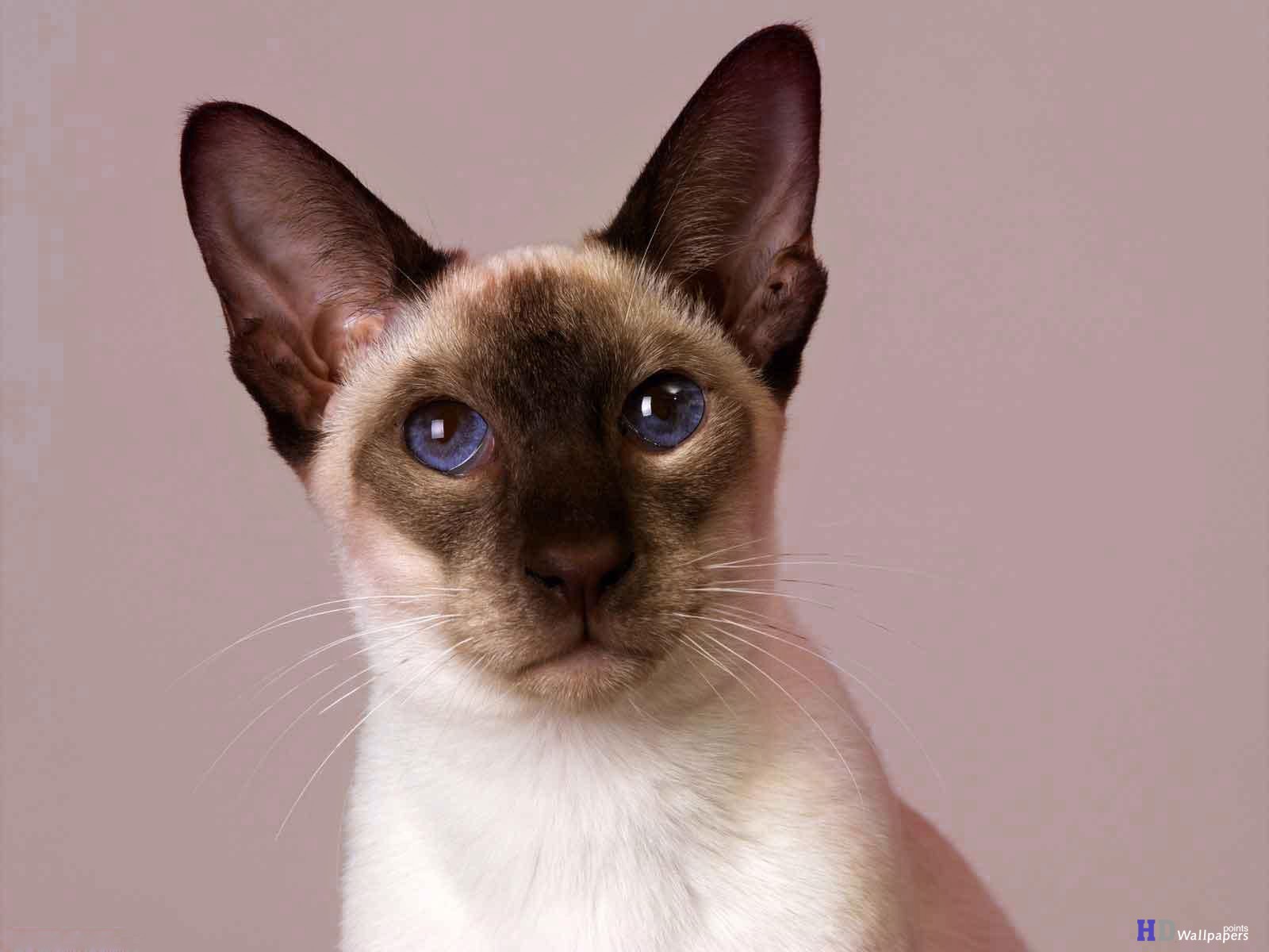 Siamese Cat Image Desktop Design