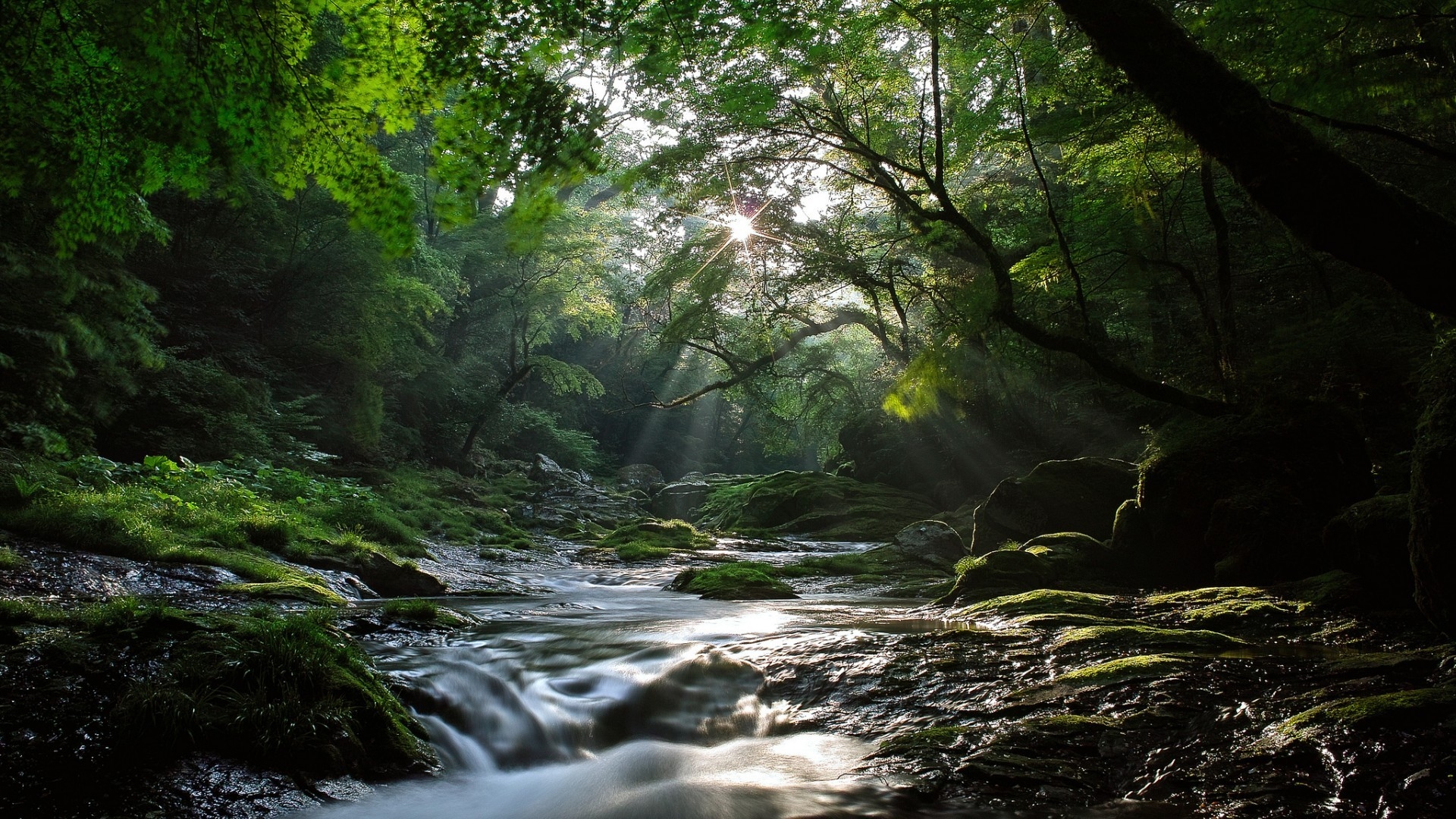 Of The Forest Small River Desktop Wallpaper HD