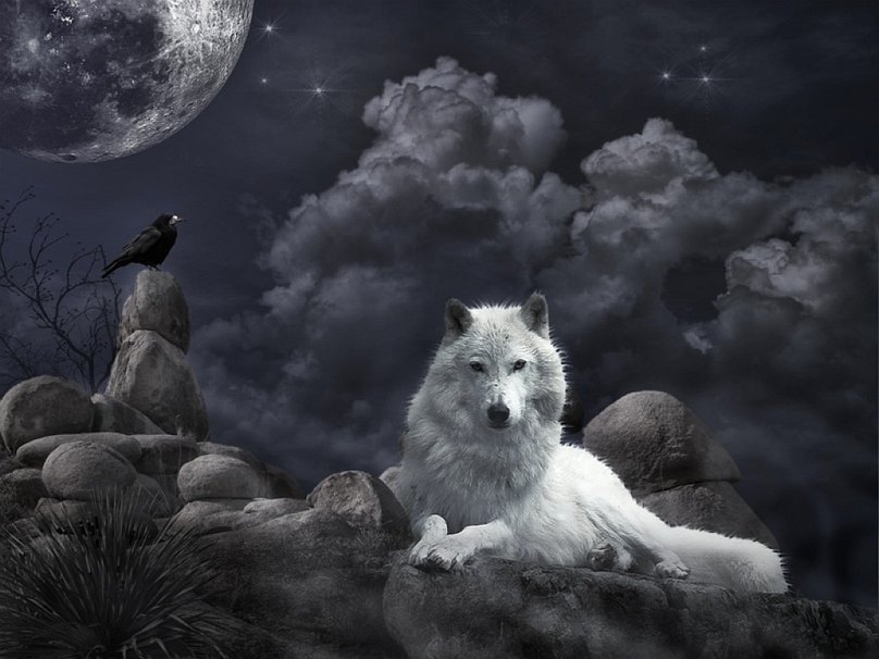 Lone White Wolf Wallpaper