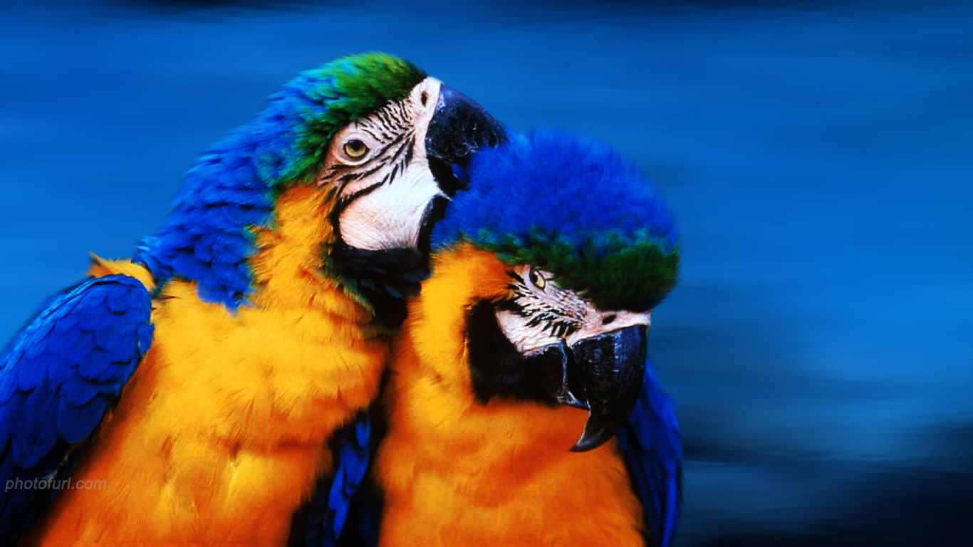 Love Birds Wallpaper Desktop Parrot Photos Lovebirds