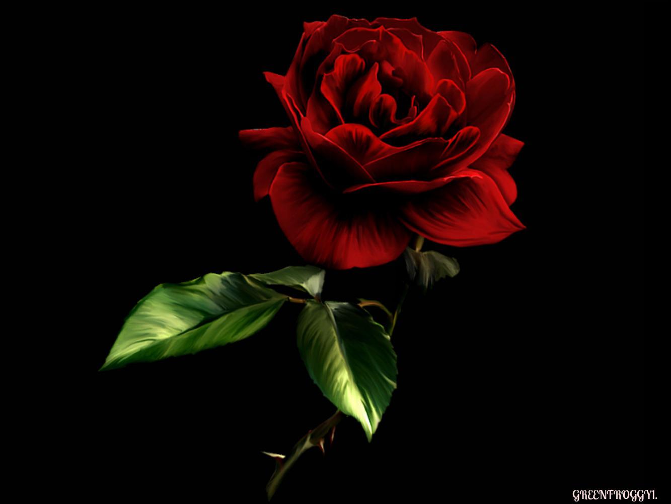 Red Rose On Black High Quality And Resolution Wallpaper