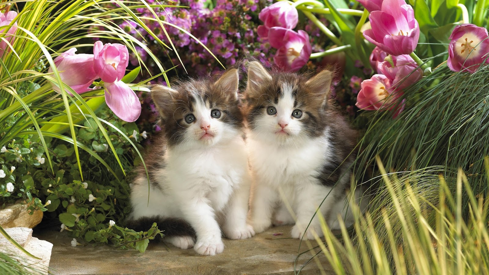 Cute Kittens Between Tulips And Grass HD Wallpaper
