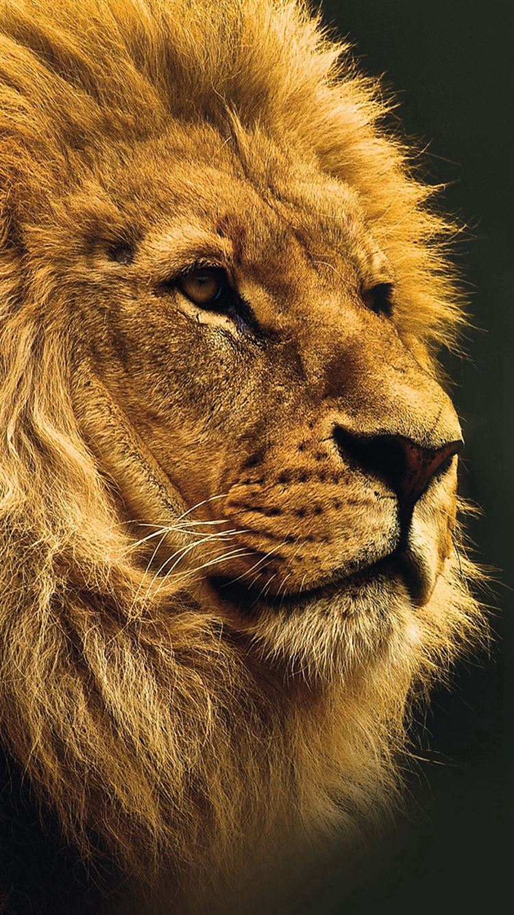 National Geographic Nature Animal Lion Yellow iPhone Wallpaper