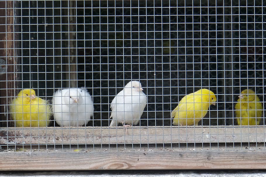 HD Wallpaper Canaries Grid Captivity Yellow White Cage Bird