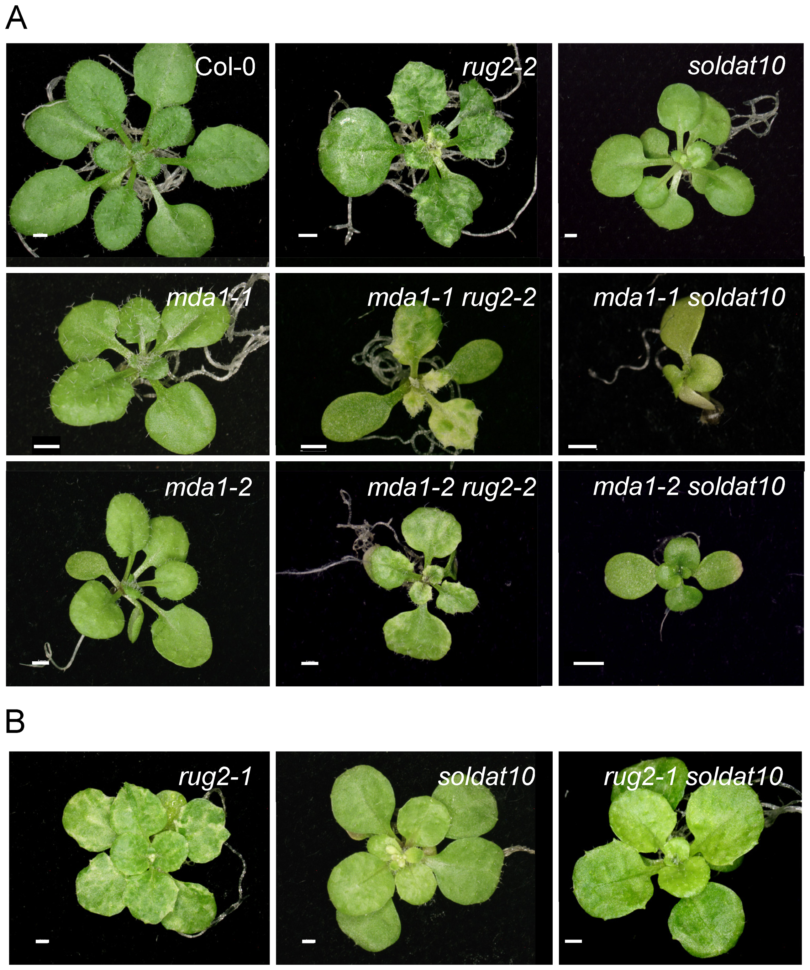 Plos One Arabidopsis Mda1 A Nuclear Encoded Protein Functions