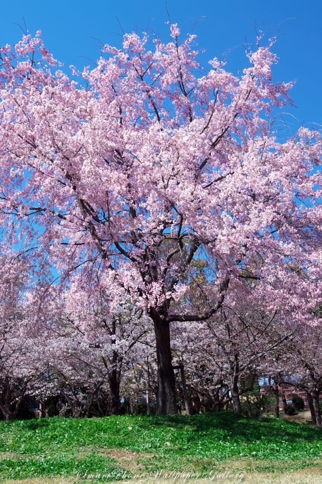 iPhone 4s Wallpaper Flower Cherry Blossoms