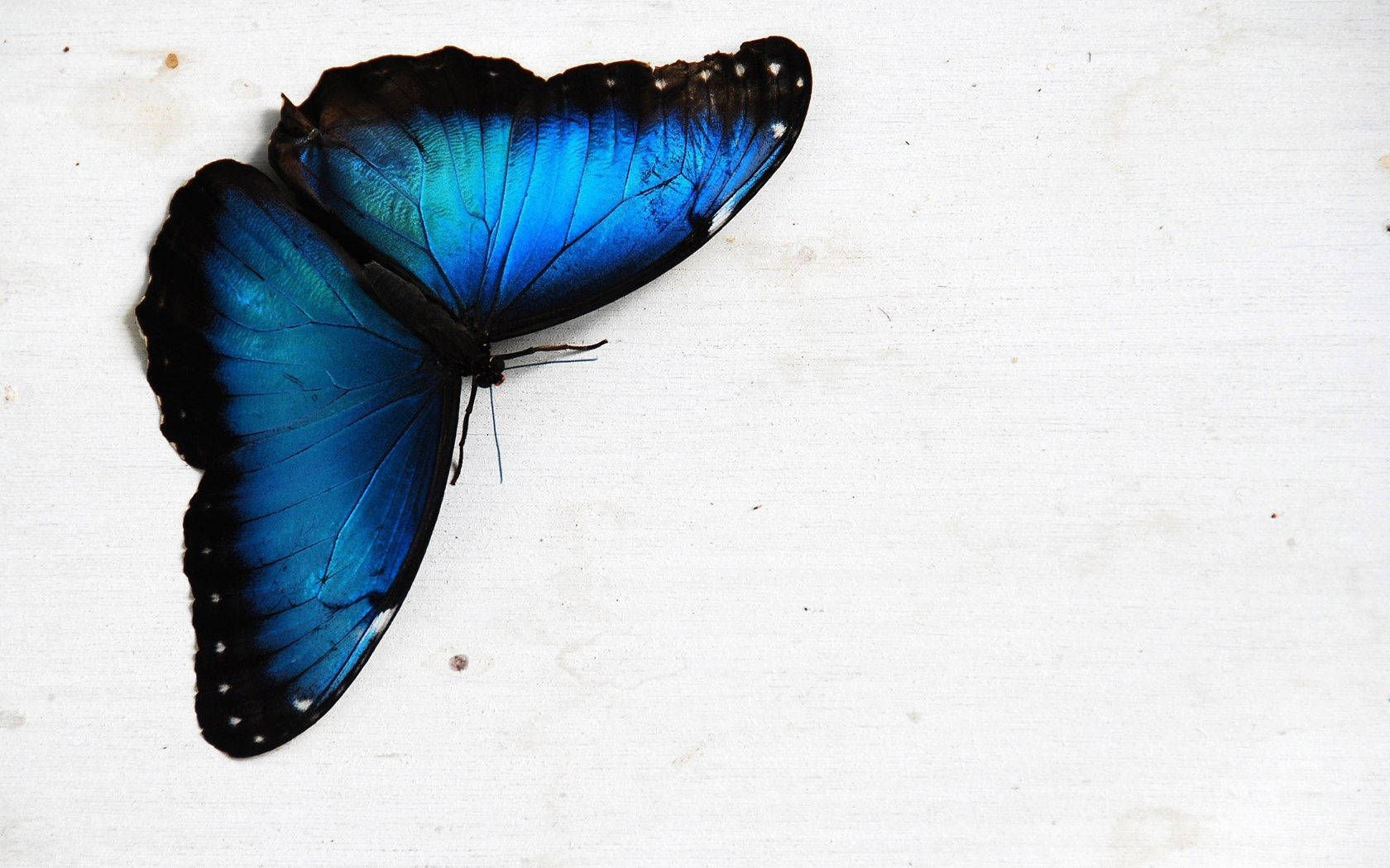 Blue Butterfly Aesthetic Wallpaper