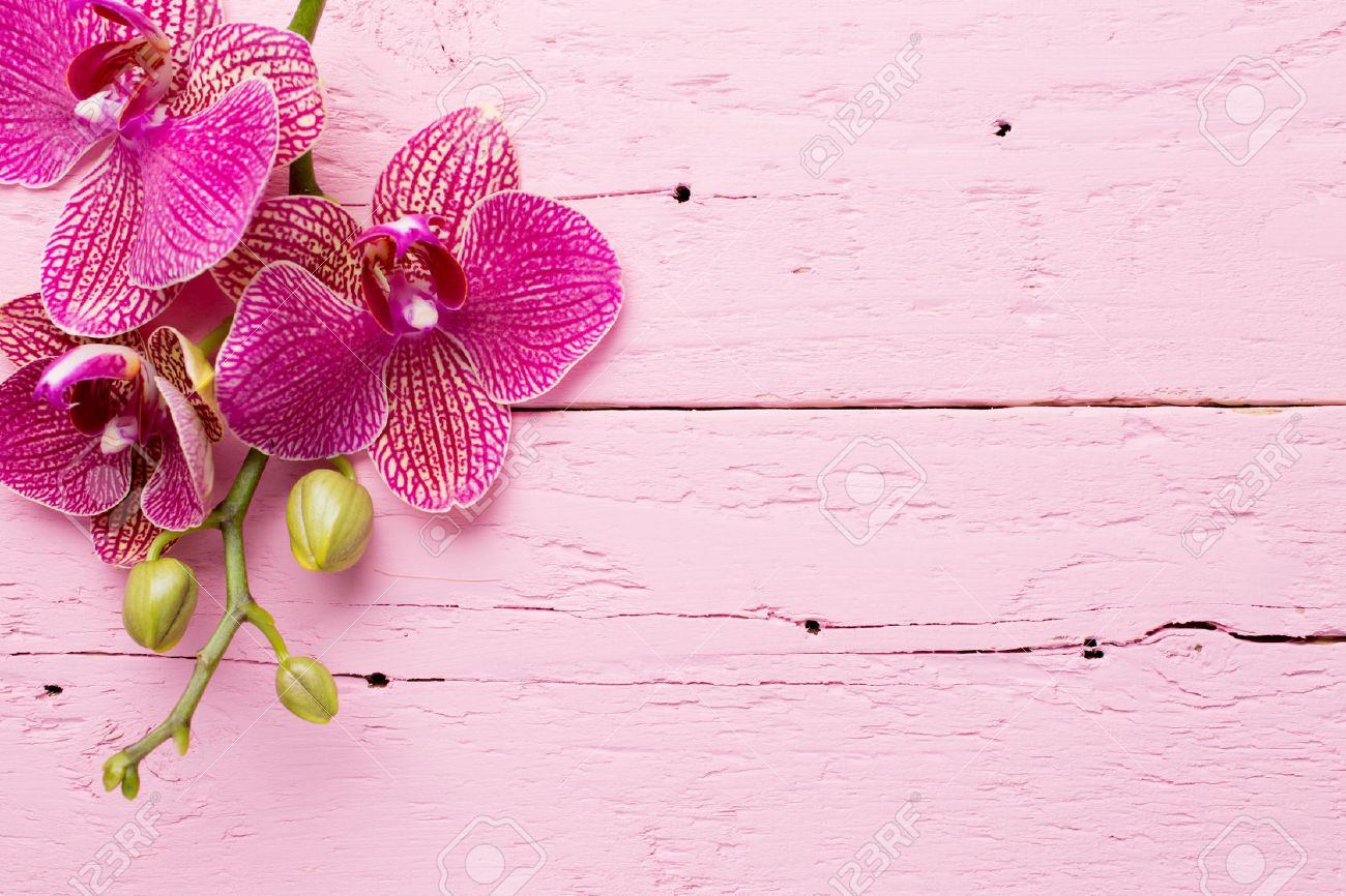 Pink Orchid Flowers On A Wooden Background