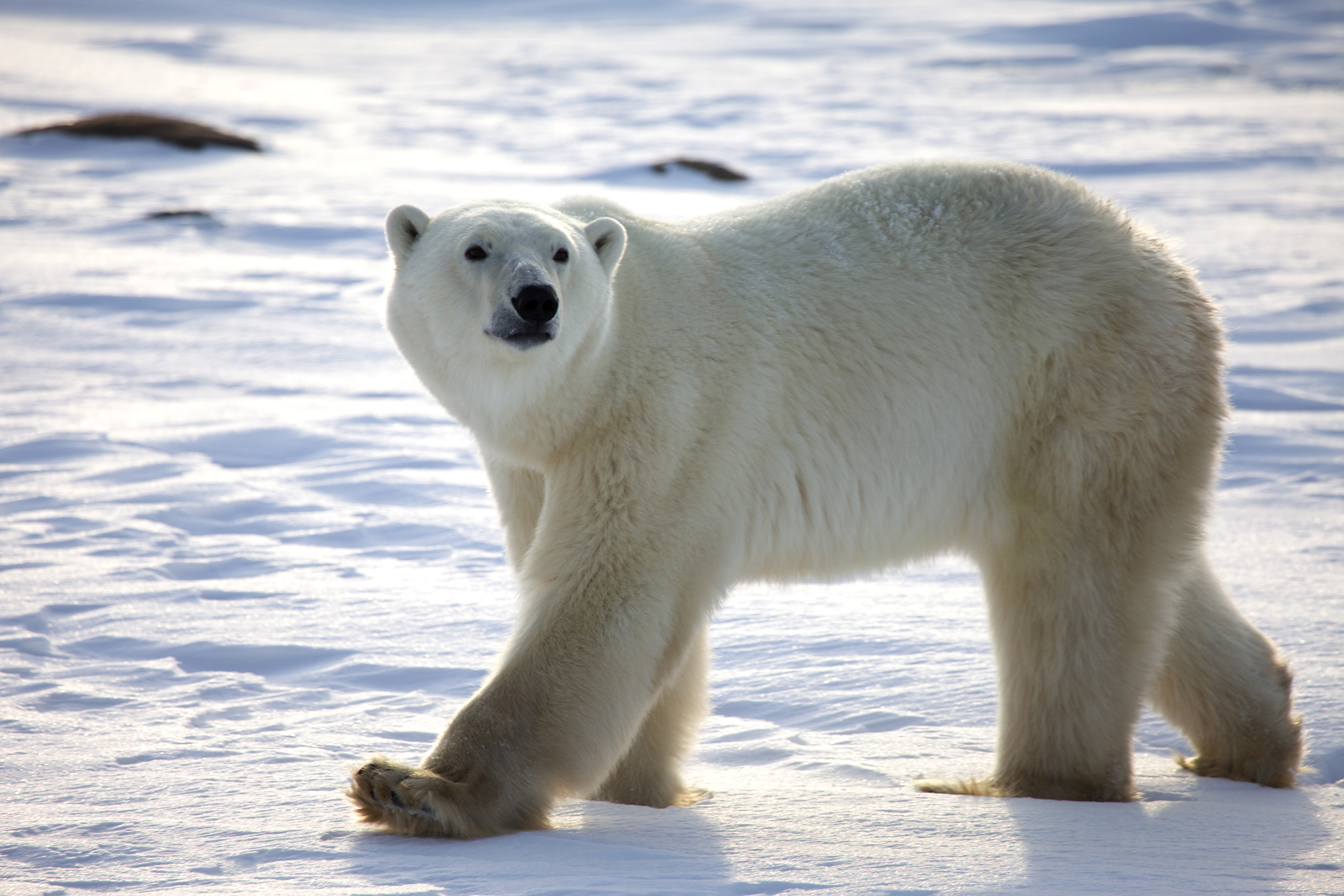 Polar Bear Desktop Background AnimalplaHD
