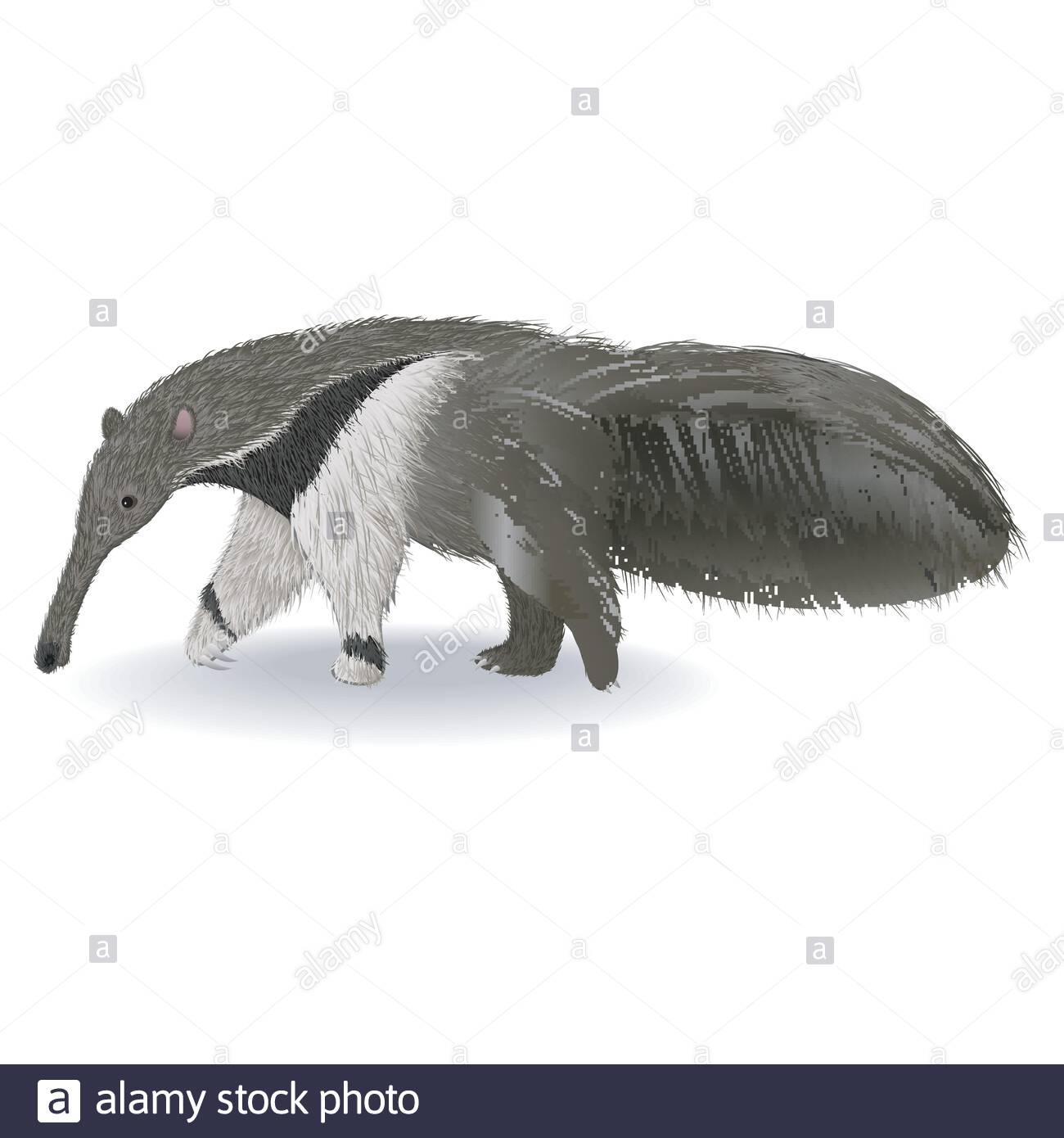 Free download Cute anteater isolated on white background Stock Vector