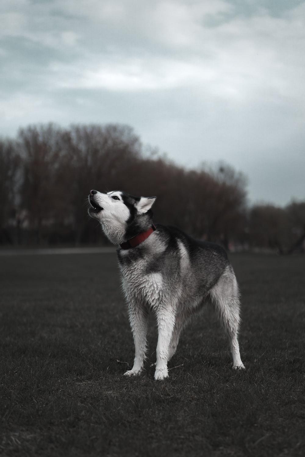 Black And White Siberian Husky Running On Green Grass Field During