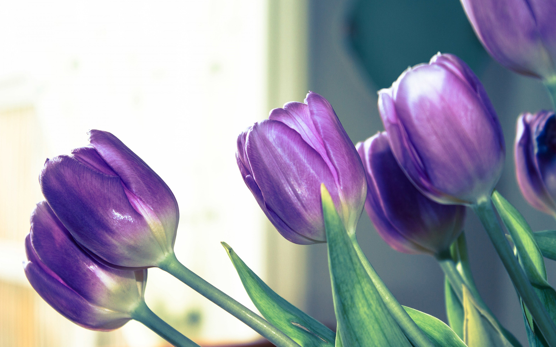 Tulips Purple Flower HD Wallpapers