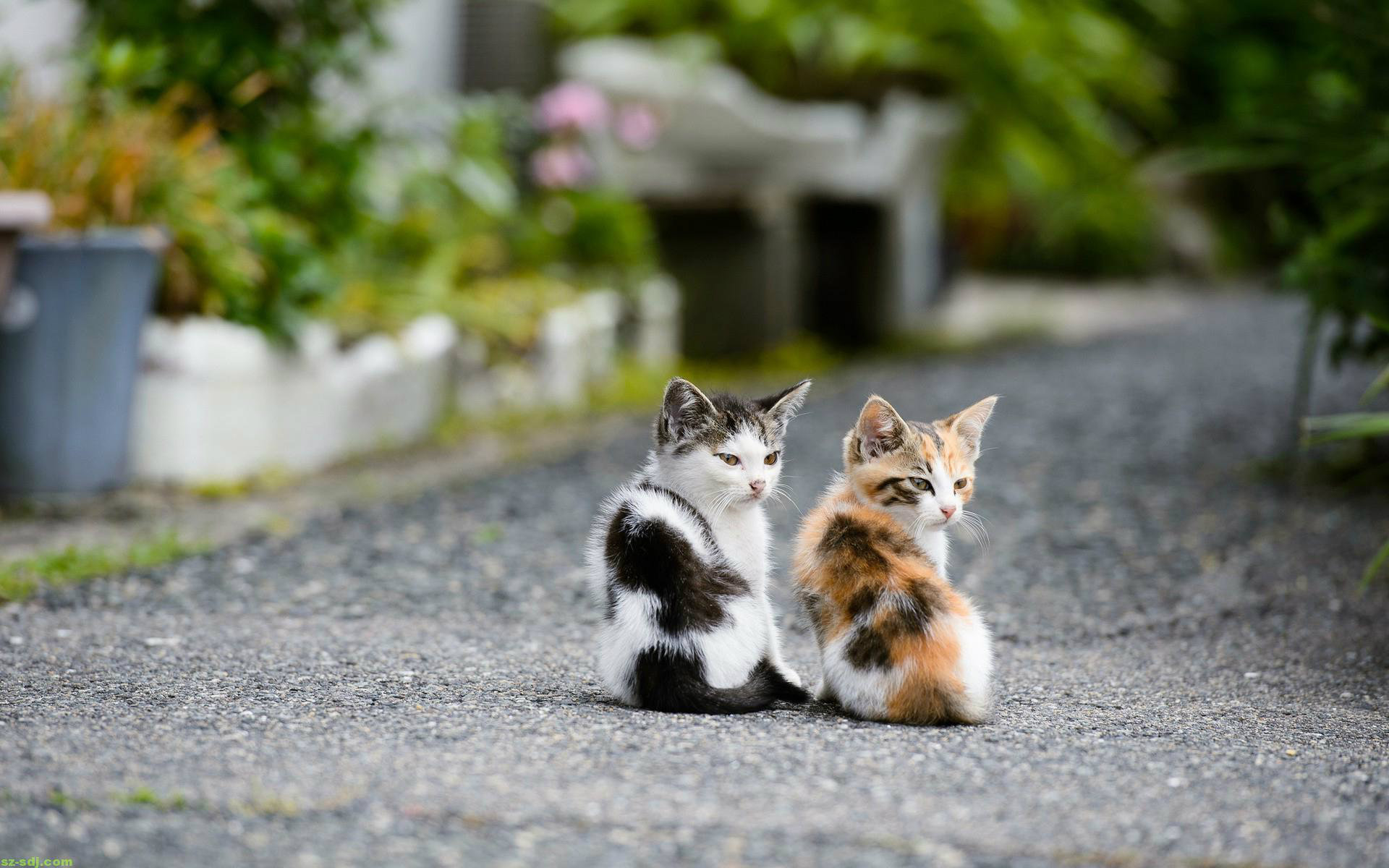 Cute Cats Beautiful Wallpaper Image For Desktop HD