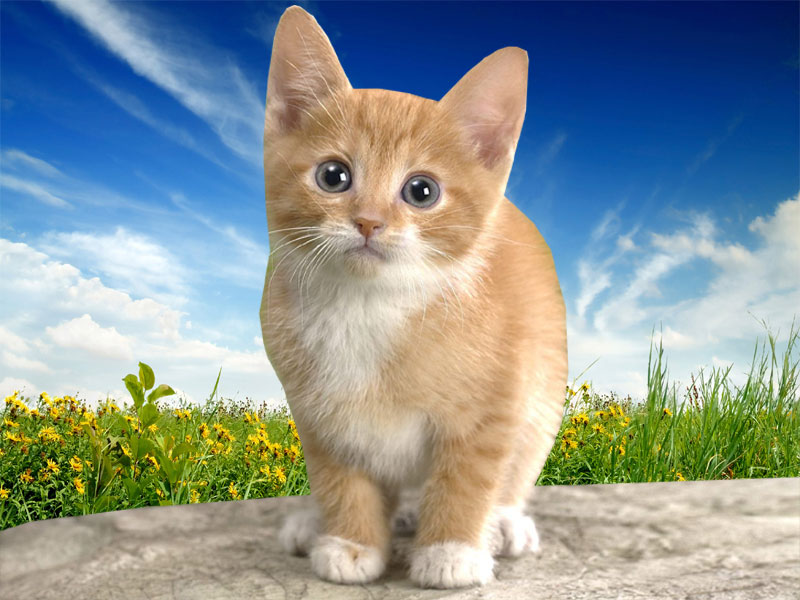 Cat Desktop Wallpaper HD And Background