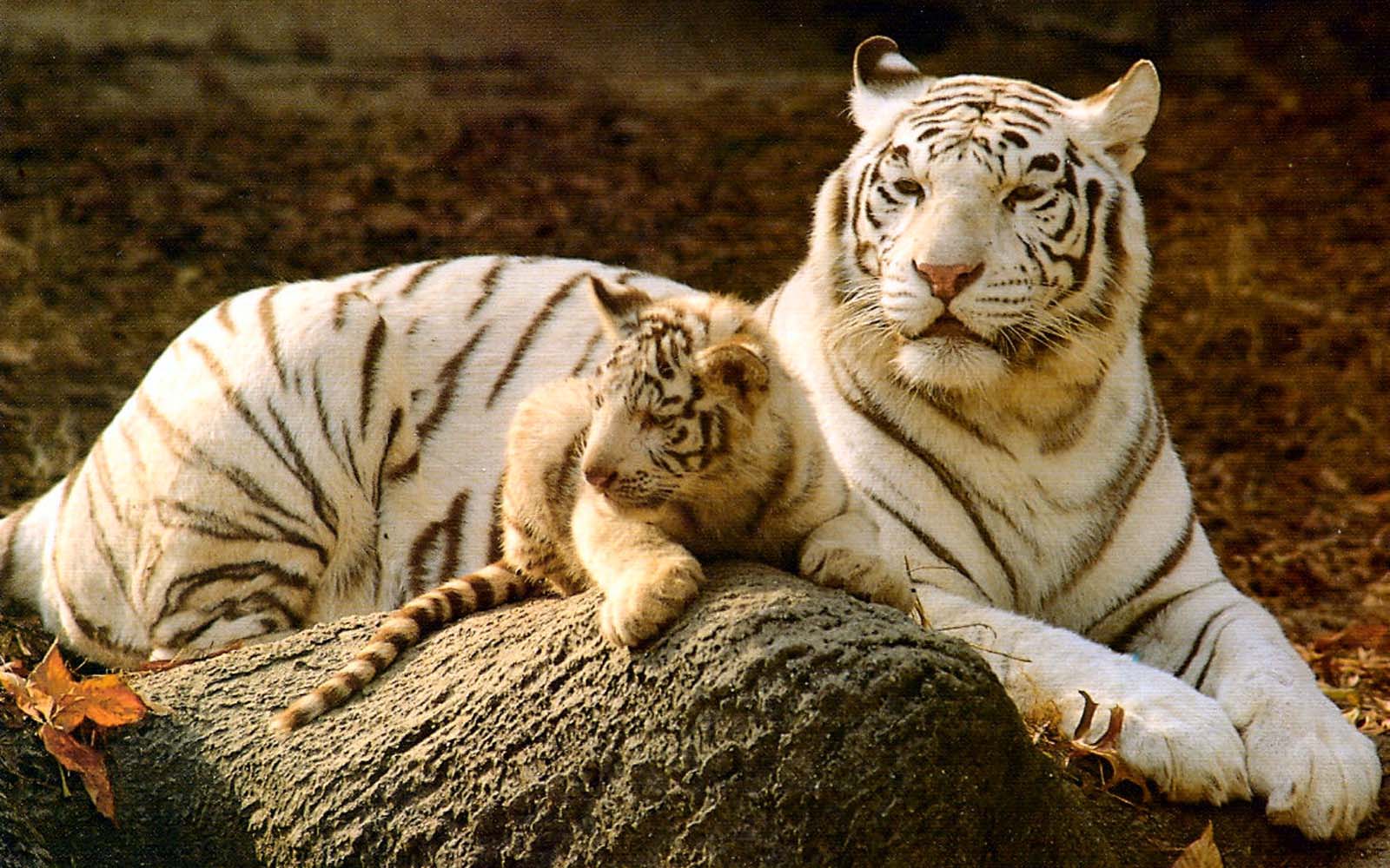 Baby Tiger White Beautiful Pictures Photos Of