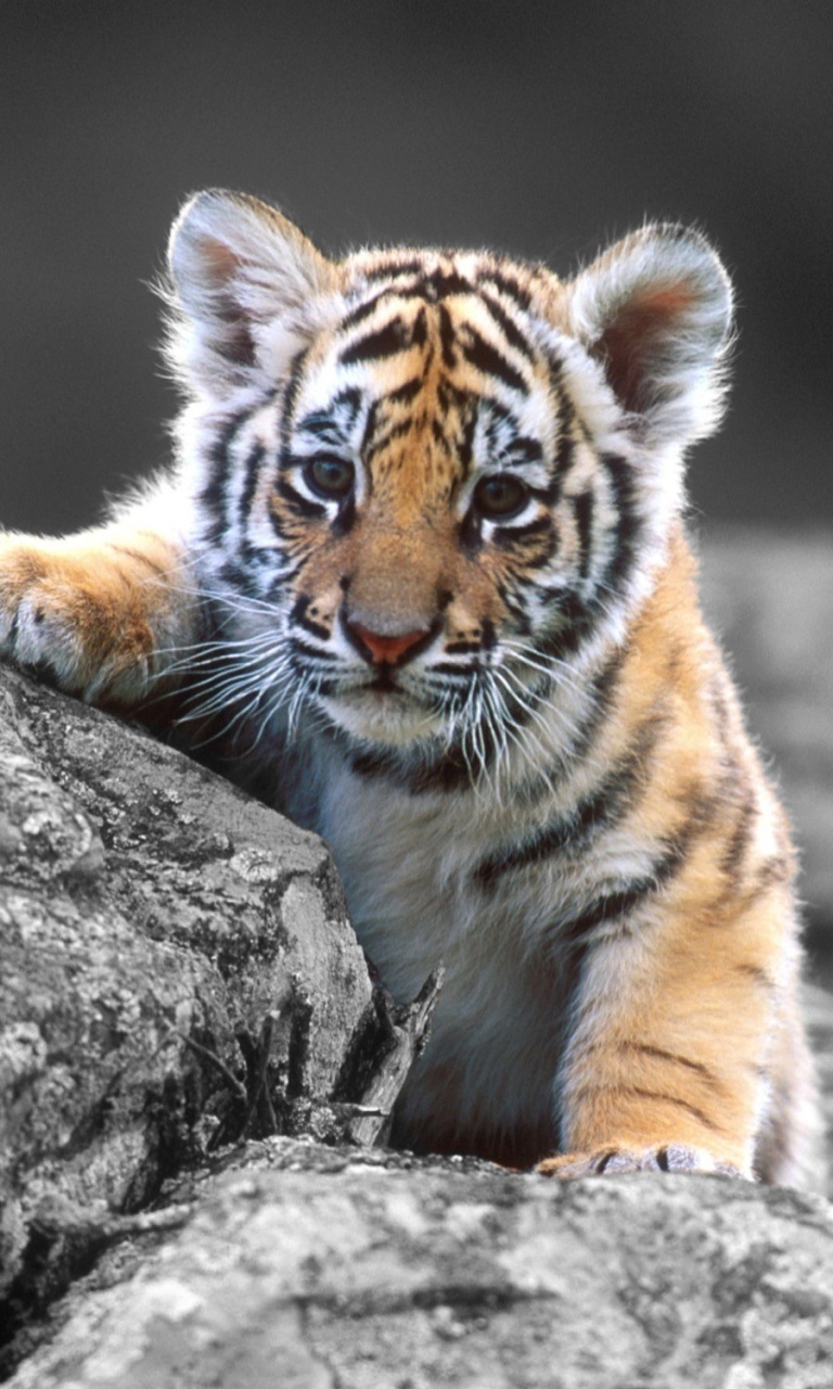 Cute Tiger Cub Android Wallpaper