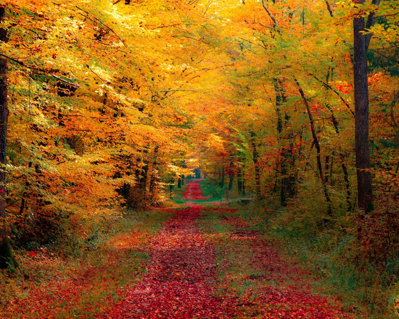 Autumn Forest Desktop Pc And Mac Wallpaper