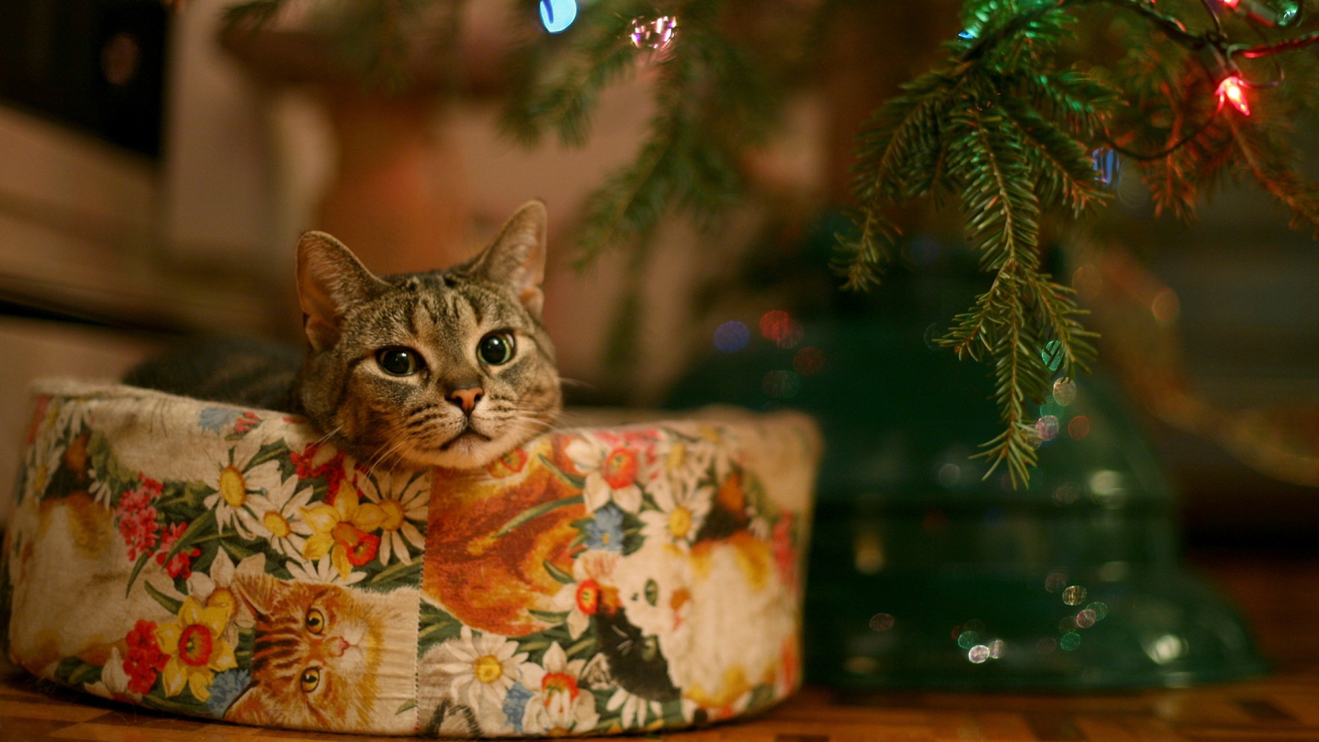HD Wallpaper Christmas Tree Sad Muzzle Cat