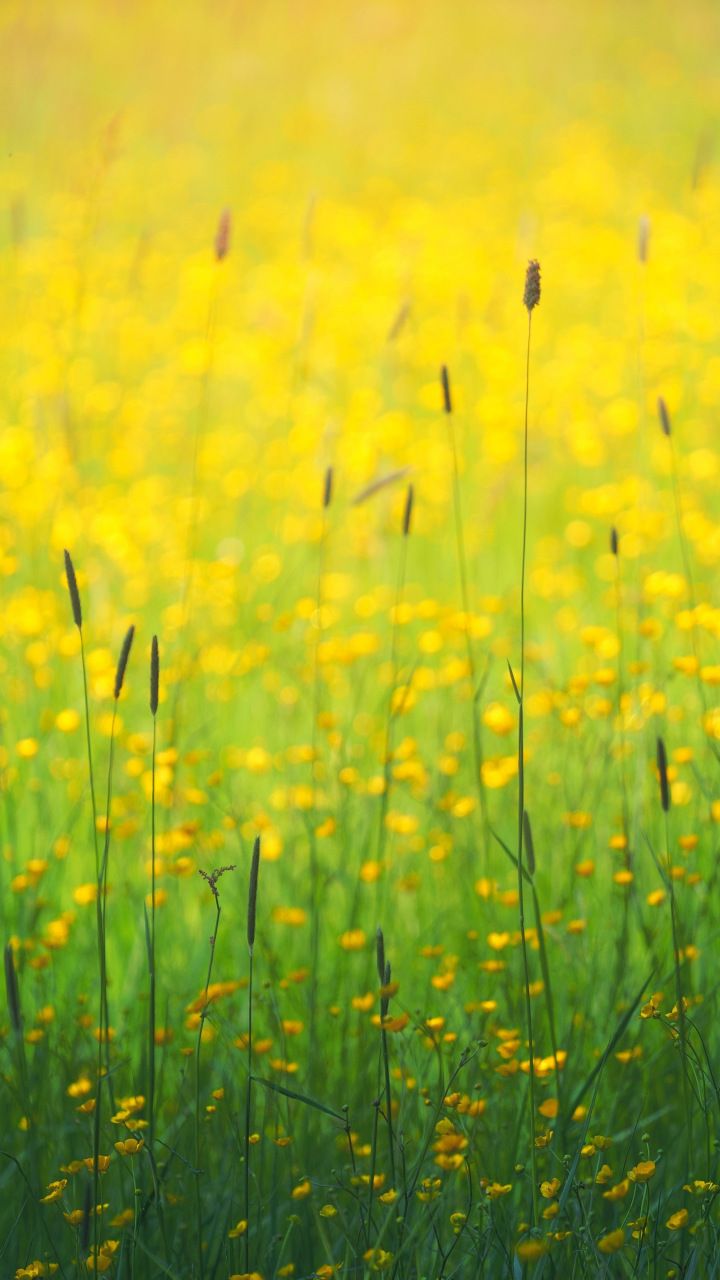 Flowers Field Yellow Plants Meadow Wallpaper