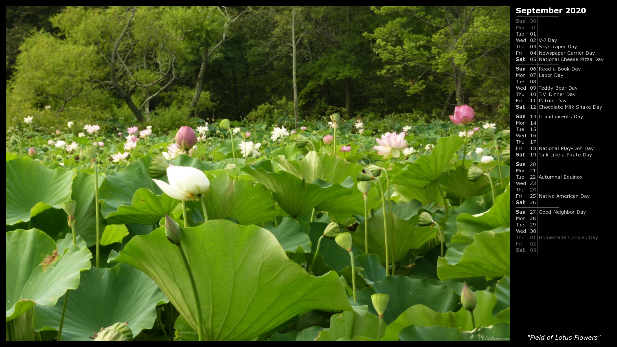Mlewallpaper Field Of Lotus Flowers Calendar