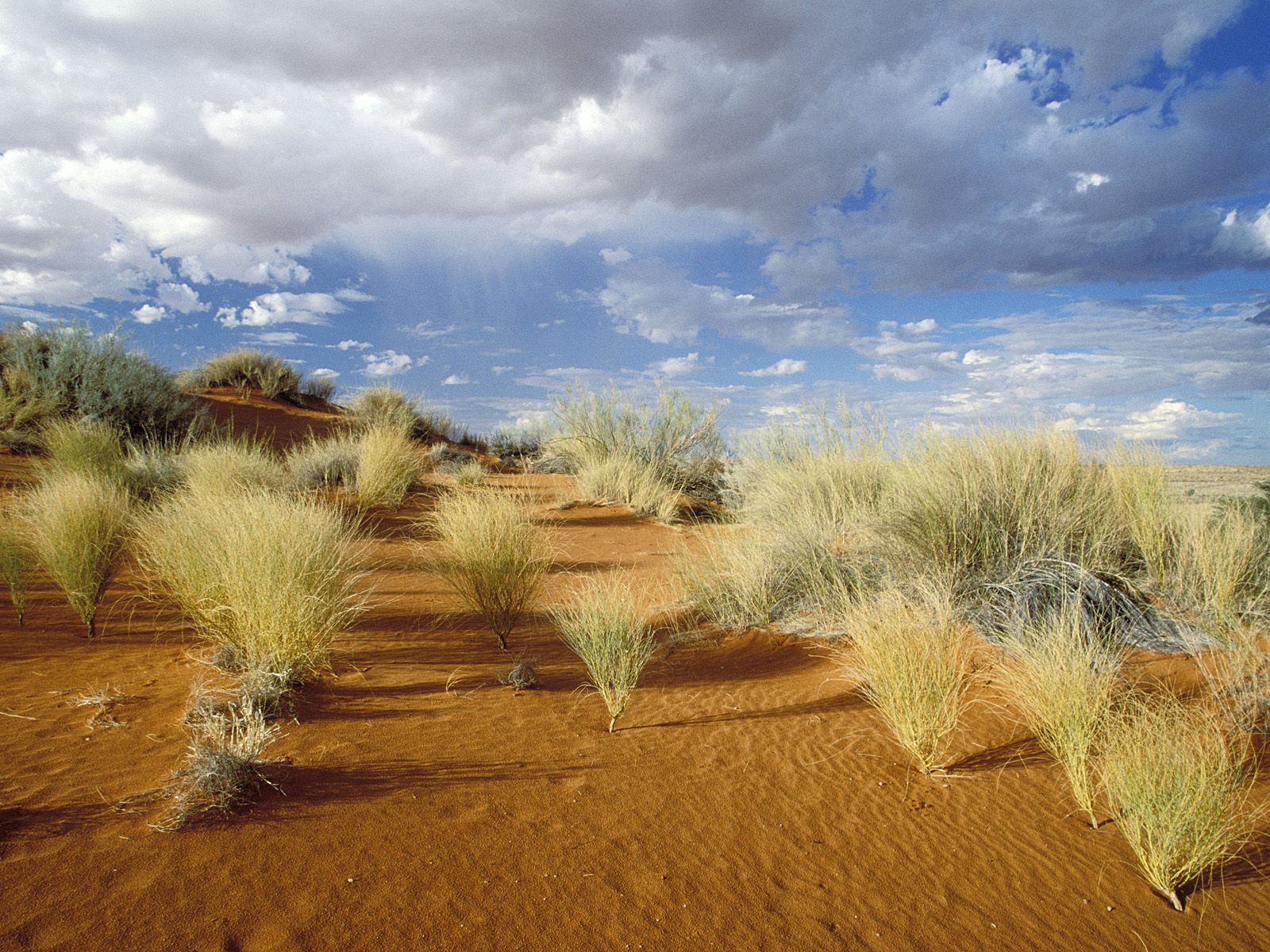 Kgalagadi Transfrontier Park South Africa Wallpaper And