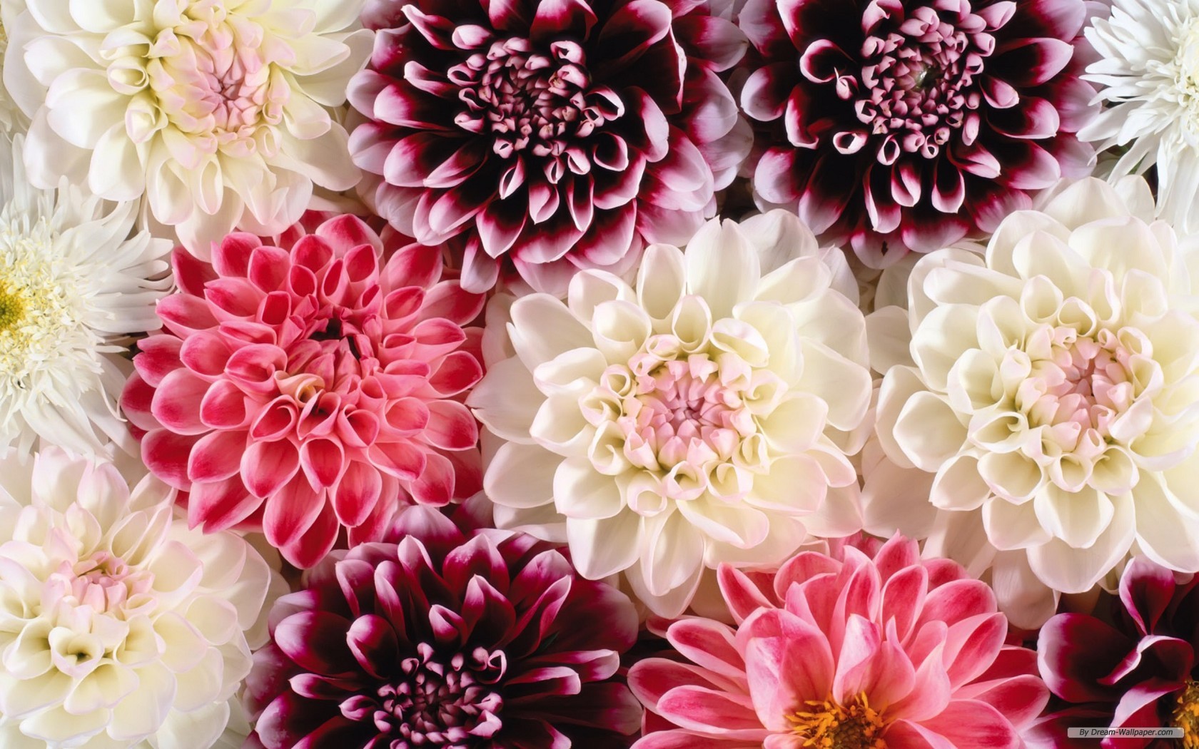 Flower Wallpaper Beautiful