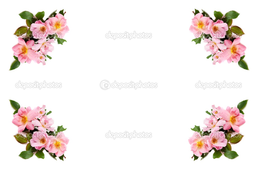 Rose Wallpaper Border Desktop Background