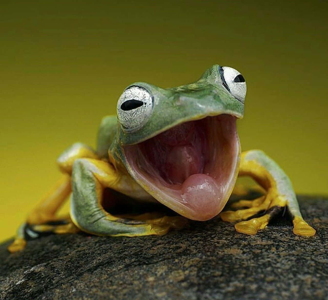Funny Looking Frogs Wallpaper