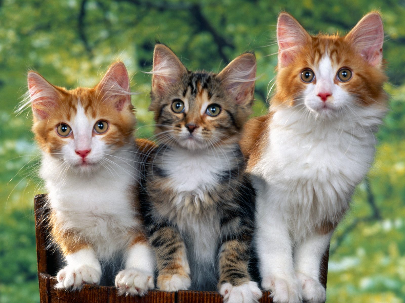 Three Adorable Kittens Posing on a Wooden Box