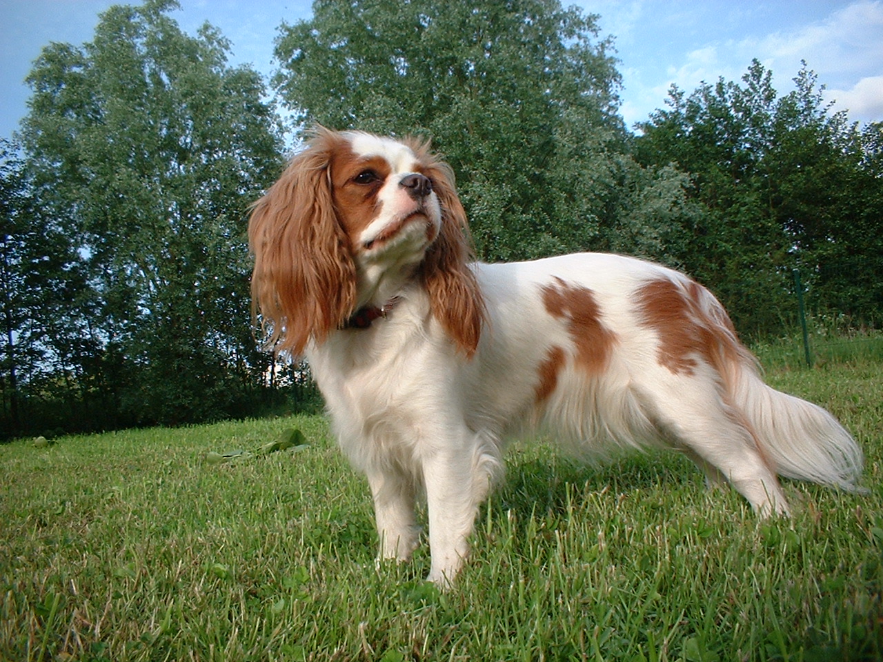 Cavalier King Charles Spaniel Pictures