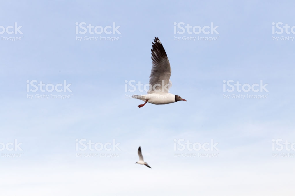 Seagull Background Stock Photo Image Now Istock